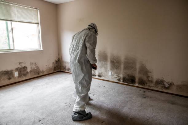 Home Mold Removal in Grand Mound, WA